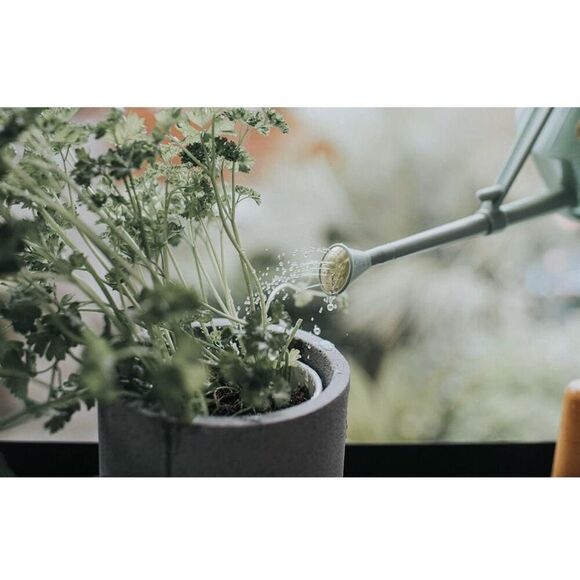 Plastic Watering Can, Mini Water Can for Indoor Plants Sage Green 1 Pint New - Picture 5 of 10